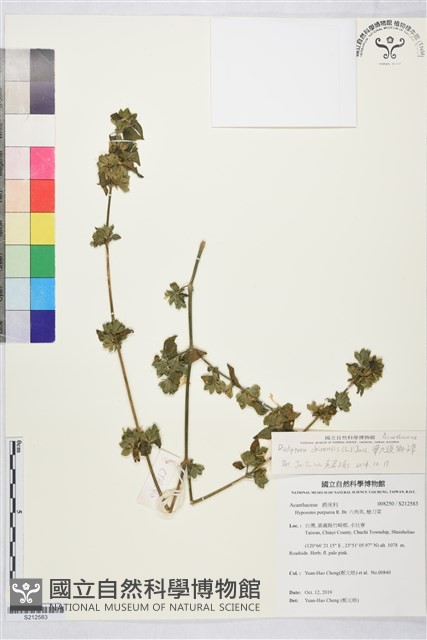 華九頭獅子草藏品圖，第1張