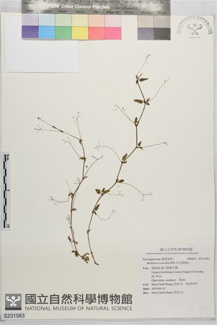 紅花黃細心藏品圖，第1張