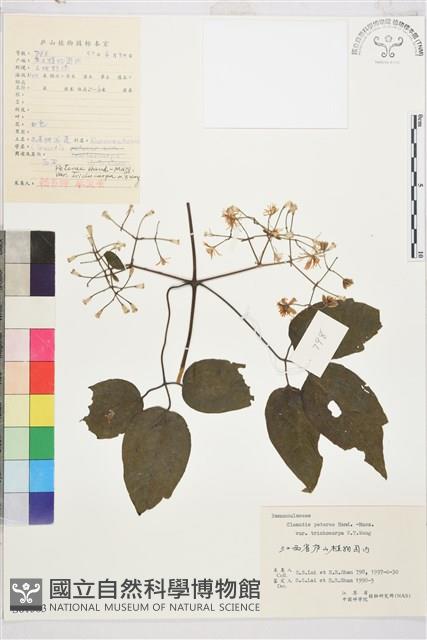 毛果鐵線蓮藏品圖，第1張