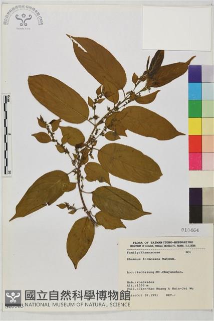 桶鉤藤藏品圖，第1張