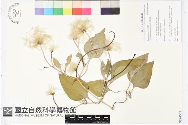 屏東鐵線蓮藏品圖，第1張