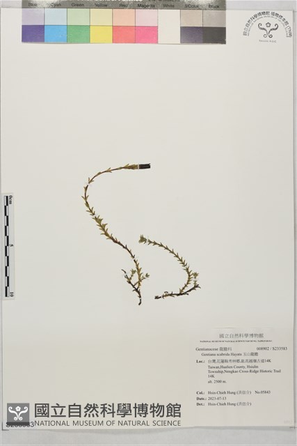 玉山龍膽藏品圖，第1張