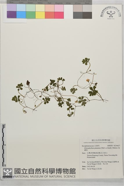 海螺菊藏品圖，第1張