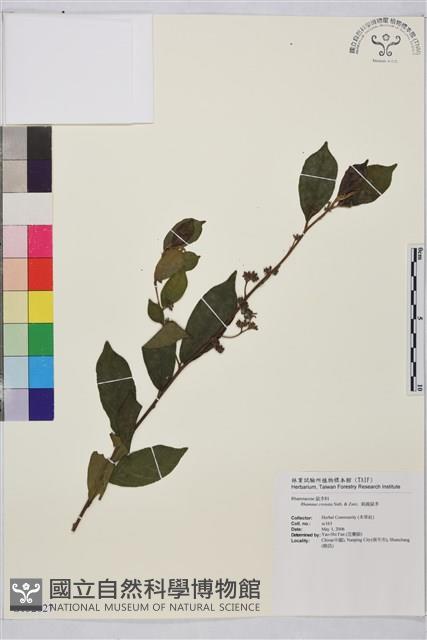 鈍齒鼠李藏品圖，第1張