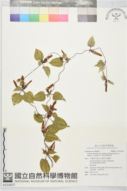 玉山肺形草、披針葉肺形草藏品圖，第1張