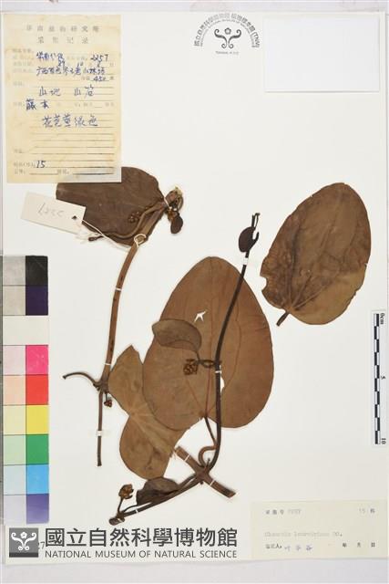 莪契葉鐵線蓮藏品圖，第1張