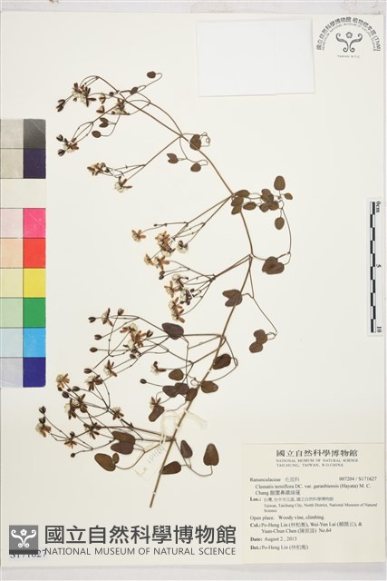 鵝鑾鼻鐵線蓮藏品圖，第1張