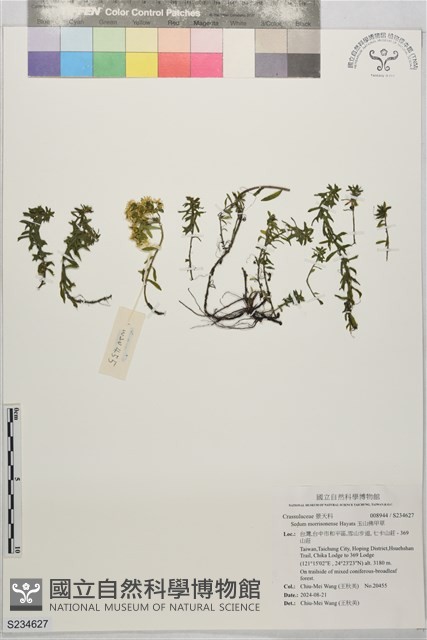 玉山佛甲草藏品圖，第1張