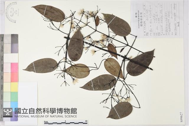 柱果鐵線蓮藏品圖，第2張