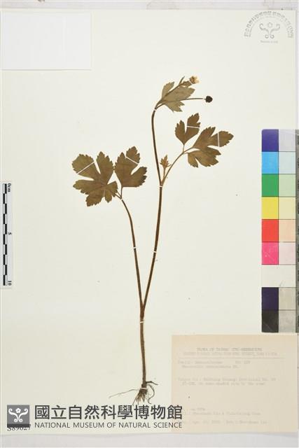 水辣菜、禺毛茛藏品圖，第1張