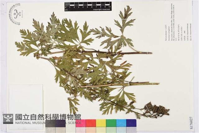 登錄號:S176027藏品圖，第1張