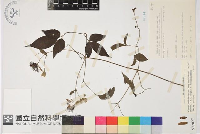 巴氏鐵線蓮藏品圖，第1張