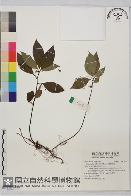 臺灣排香藏品圖，第1張