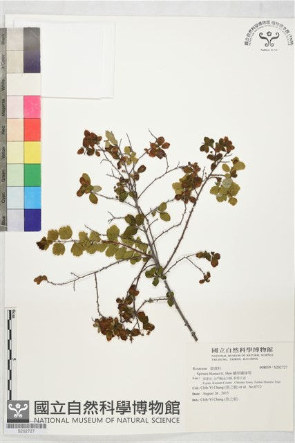 繡球繡線菊藏品圖，第1張