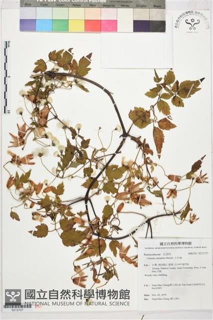 小木通藏品圖，第1張