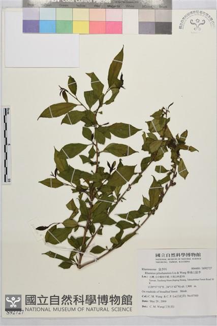 畢祿山鼠李藏品圖，第1張