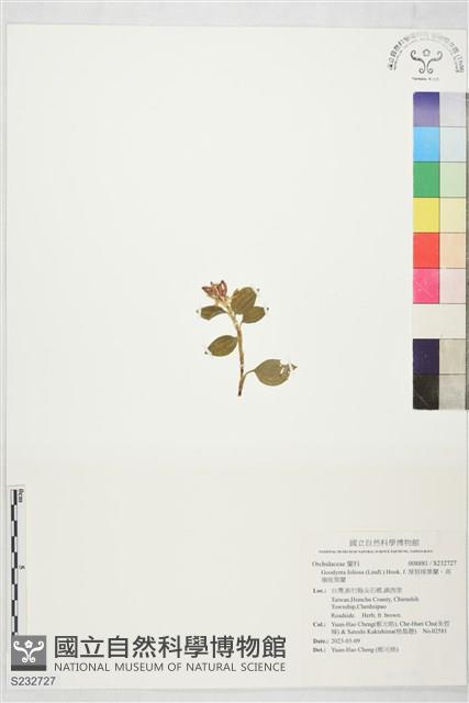 厚唇斑葉蘭、高嶺斑葉蘭藏品圖，第1張