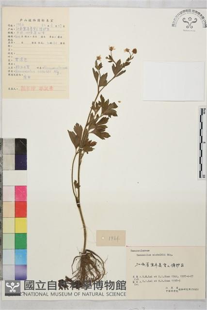 辣子草、揚子毛茛藏品圖，第1張