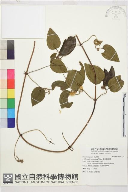 麥氏鐵線蓮藏品圖，第2張