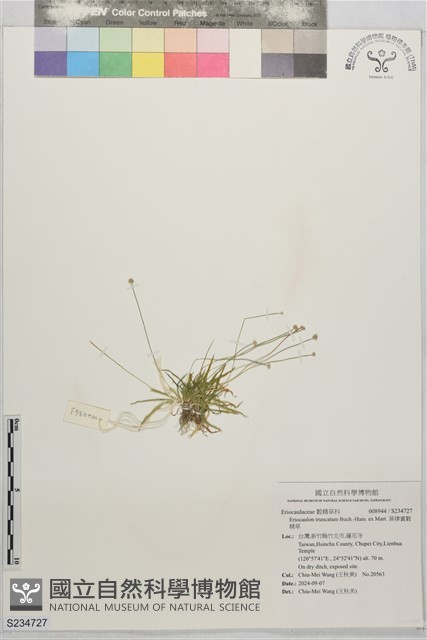 菲律賓穀精草藏品圖，第1張