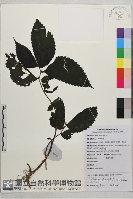 托葉樓梯草藏品圖，第1張