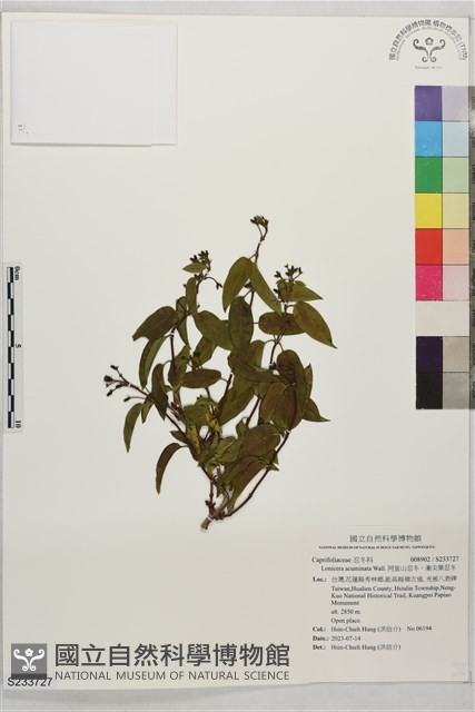 阿里山忍冬、漸尖葉忍冬藏品圖，第1張