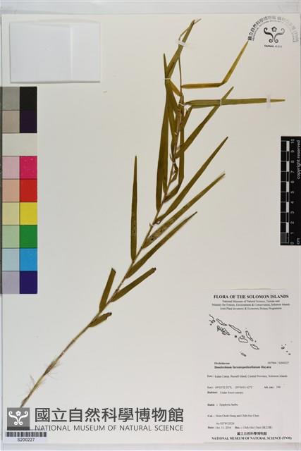 雙花石斛藏品圖，第1張