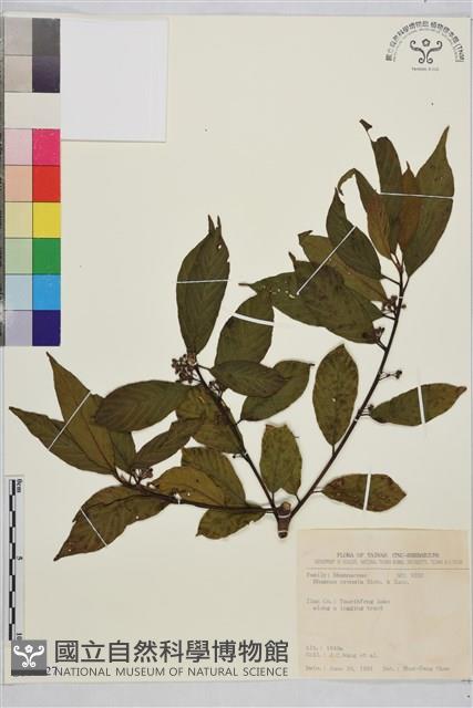 鈍齒鼠李藏品圖，第1張