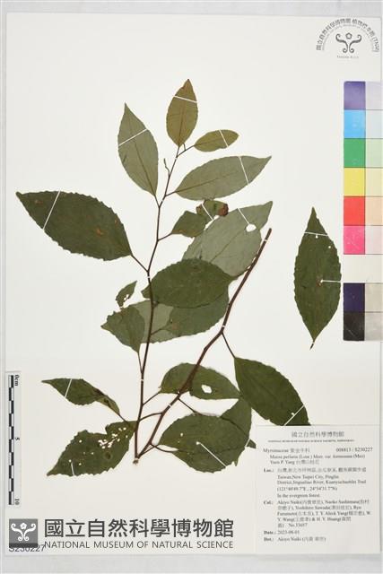 台灣山桂花藏品圖，第1張
