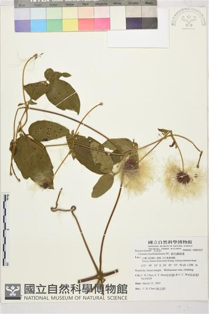 銹毛鐵線蓮藏品圖，第1張