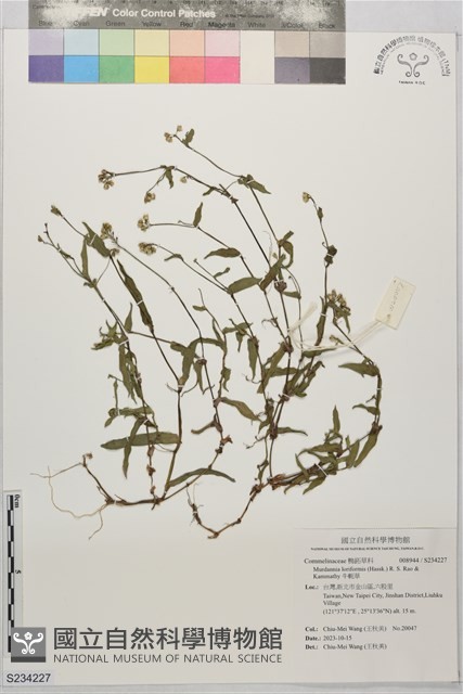 牛軛草藏品圖，第1張