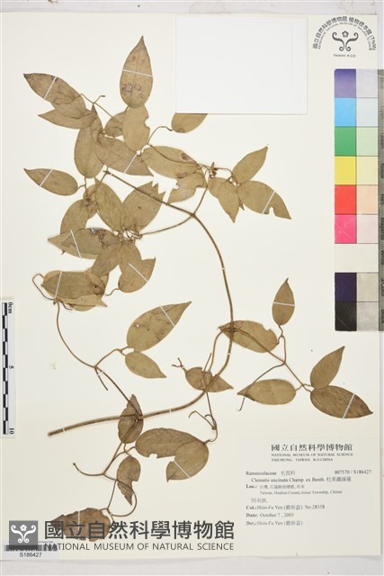 柱果鐵線蓮藏品圖，第1張