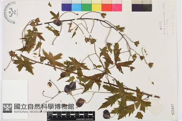 垂果烏頭藏品圖，第1張