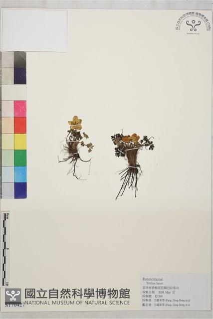 矮金蓮花藏品圖，第1張