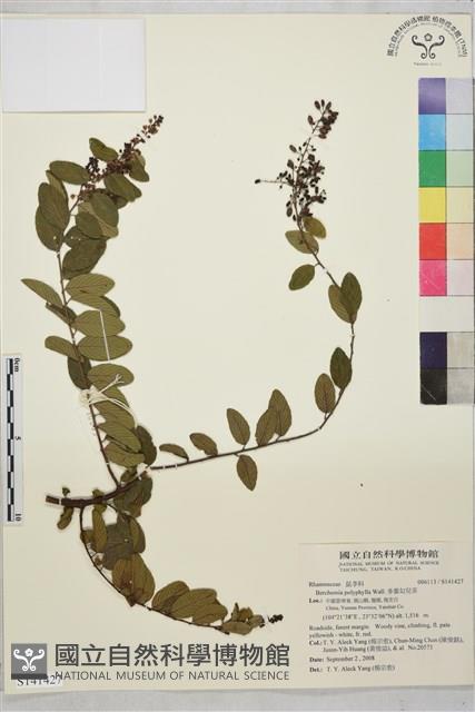 多葉勾兒茶藏品圖，第1張