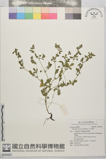 小花金梅藏品圖，第1張