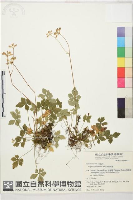 五葉黃連藏品圖，第1張