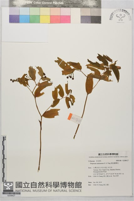 南投寶鐸花藏品圖，第1張