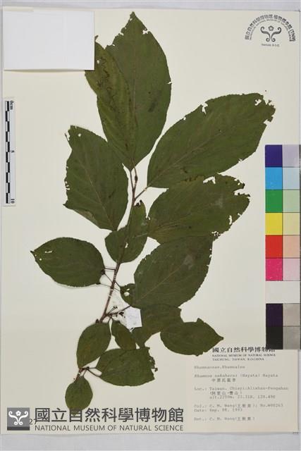 中原氏鼠李藏品圖，第2張