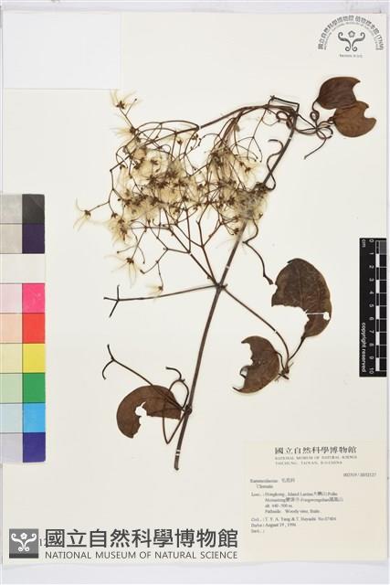 登錄號:S032127藏品圖，第1張