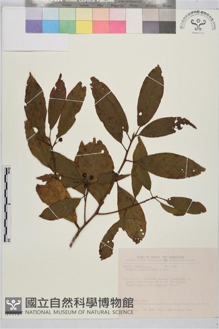 鈍齒鼠李藏品圖，第1張