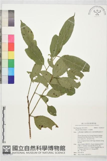 小花鼠刺藏品圖，第1張