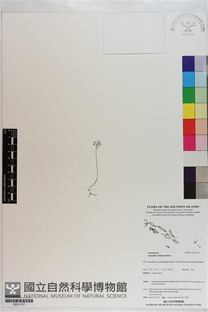 登錄號:S201127藏品圖，第1張
