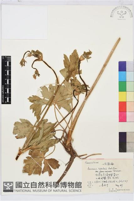 小花草玉梅藏品圖，第1張