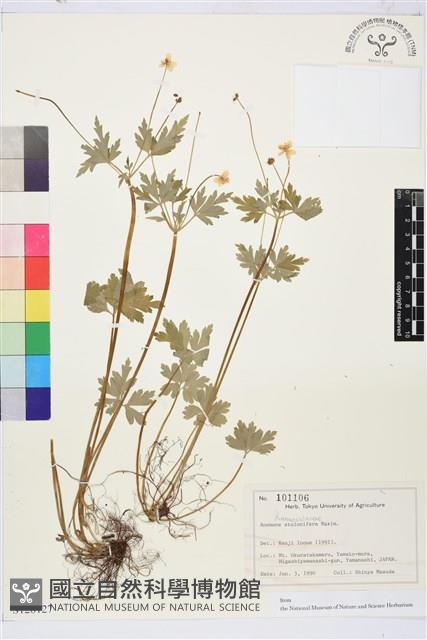 匍枝銀蓮花藏品圖，第1張