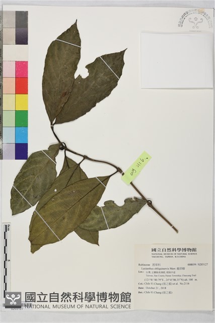 雞屎樹藏品圖，第1張