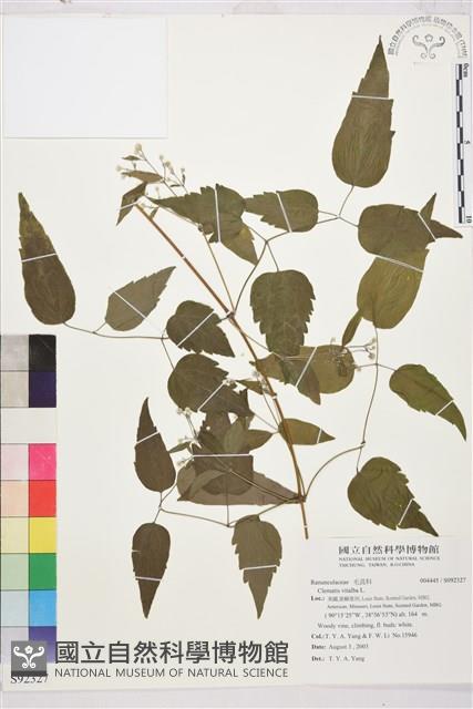 葡萄葉鐵線蓮藏品圖，第1張