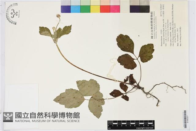 小白頭翁、野棉花藏品圖，第1張