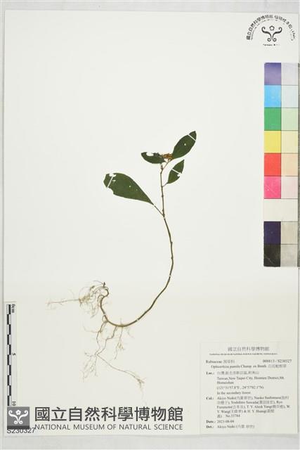白花蛇根草藏品圖，第1張