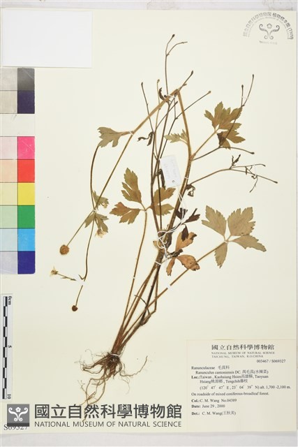 水辣菜、禺毛茛藏品圖，第1張